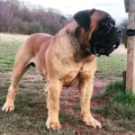 About the South African Boerboel