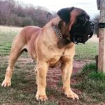The Boerboel - About the South African Boerboel - Boerboel Breeder