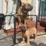 About the South African Boerboel