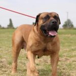 About the South African Boerboel