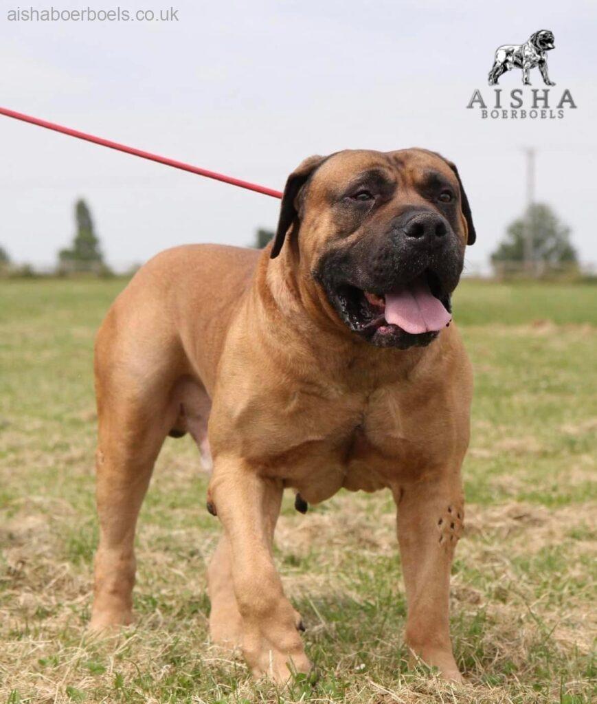 About the South African Boerboel