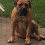 Africa Romulus (Romel)