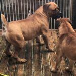 Africa Romulus (Romel)