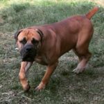 Africa Romulus (Romel)