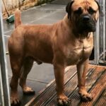 Africa Romulus (Romel)