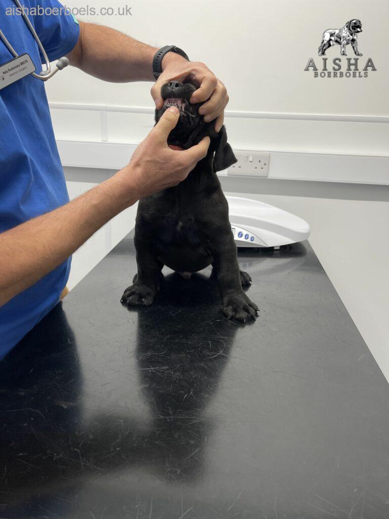 Aisha Big Meech - Black Boerboel Pup - Vets