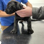 Black Boerboel Pup - Aisha Big Meech - Boerboel Breeder - UK