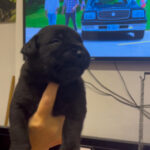 Black Boerboel Pup - Aisha Big Meech - 2 weeks old - Boerboel Breeder - UK