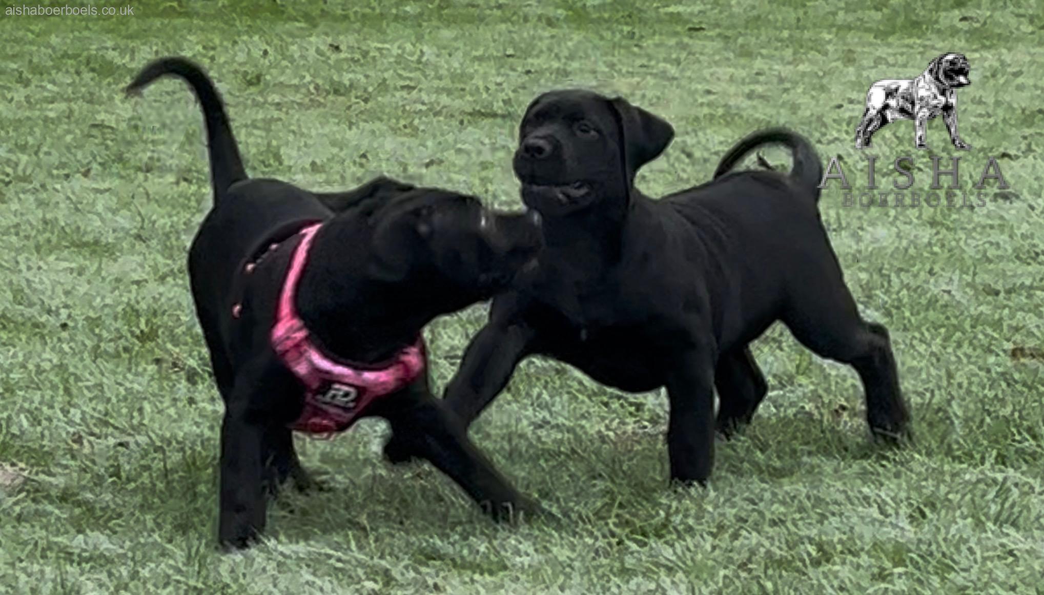 Aisha Big Meech and Aisha Jade Play Date