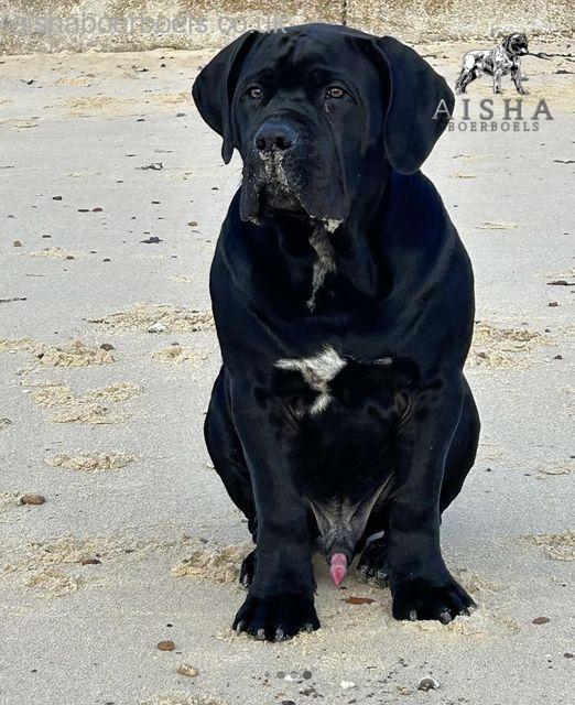 Aisha Black Mamba (Monty)