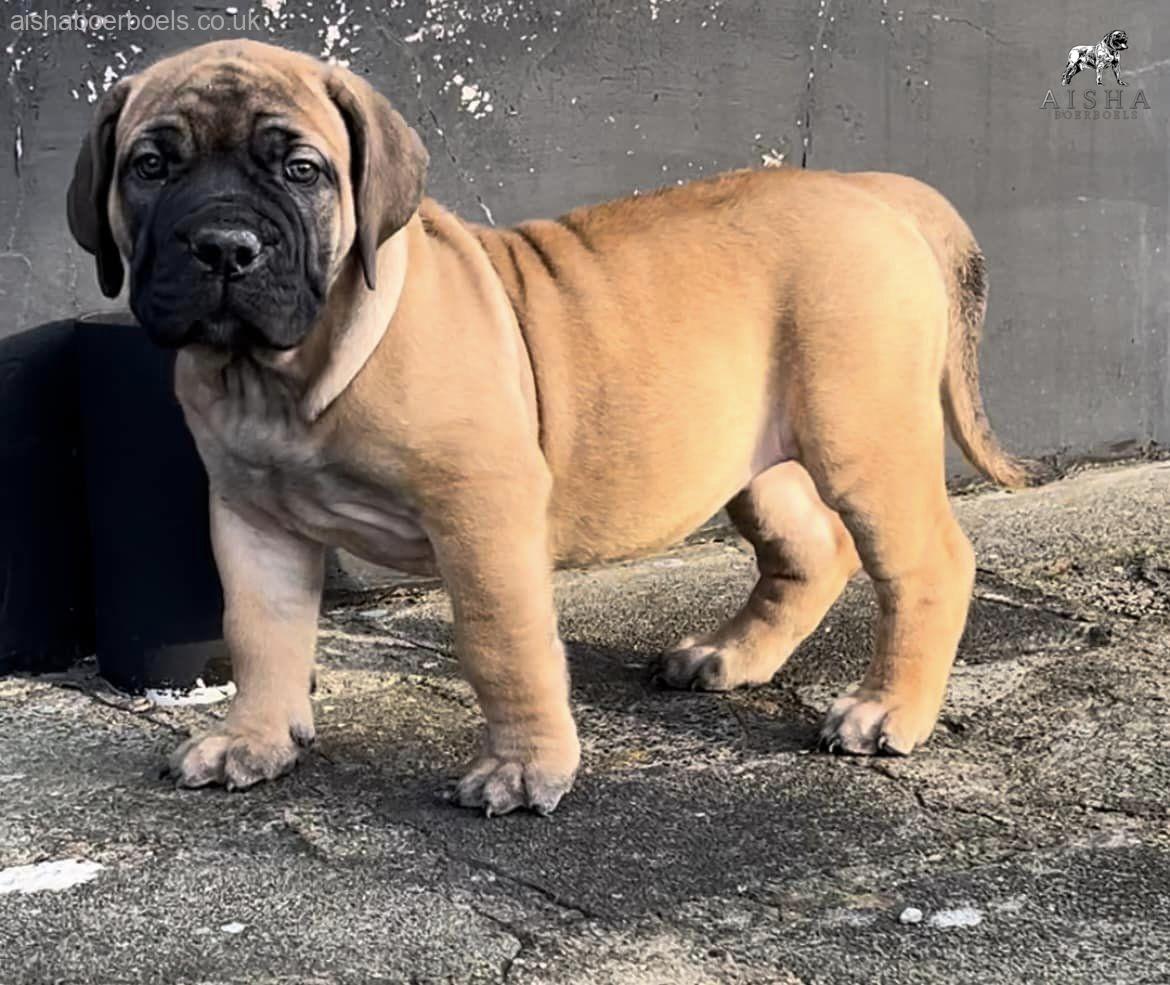 Aisha Blanco at 7 week old Boerboel puppy female