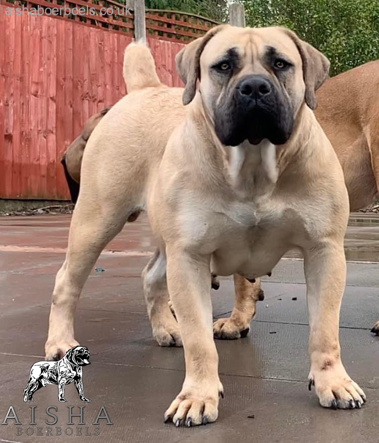 LOOKING FOR RETIREMENT HOME: Female Boerboel – Brandvlai Maia