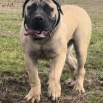 Aisha Eddie 'The Beast'