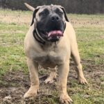 Aisha Eddie 'The Beast'