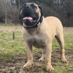 Aisha Eddie 'The Beast'