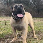 Aisha Eddie 'The Beast'