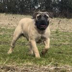 Aisha Eddie 'The Beast'