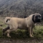 Aisha Eddie 'The Beast'