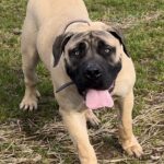 Aisha Eddie 'The Beast'