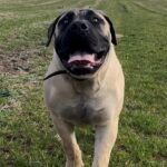 Aisha Eddie 'The Beast'