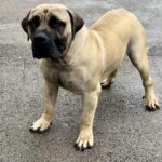 Aisha Eddie 'The Beast'