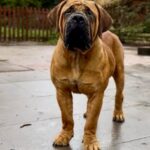 Aisha El Capitan (Rico)