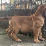 Aisha El Capitan (Rico)