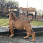 Aisha El Capitan (Rico)