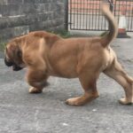 Aisha El Capitan (Rico)