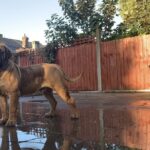 Aisha El Capitan (Rico)