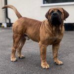 Aisha El'Capitan (Rico)