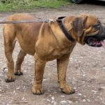 Aisha El Capitan (Rico)