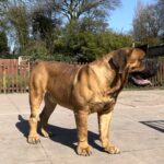 Aisha El Capitan (Rico)