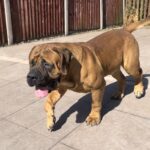 Aisha El Capitan (Rico)