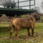 Aisha El Capitan (Rico)