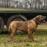 Aisha El Capitan (Rico)