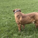 Aisha El Capitan (Rico)