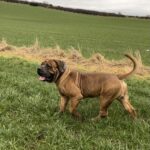 Aisha El Capitan (Rico)