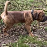 Aisha El Capitan (Rico)