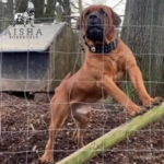 Aisha El Chapo Aisha El Chapo