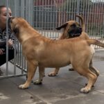 Aisha Head Honcho (Farah)