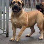 Aisha Head Honcho (Farah)