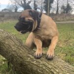 Aisha Head Honcho (Farah)