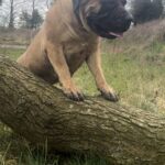 Aisha Head Honcho (Farah)