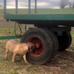 Aisha Head Honcho (Farah)