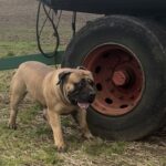 Aisha Head Honcho (Farah)