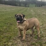 Aisha Head Honcho (Farah)