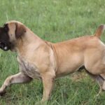 Aisha Head Honcho (Farah)