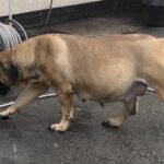 Aisha Head Honcho (Farah)