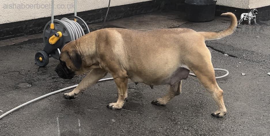 Aisha Head Honcho (Farah)